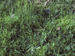 Plagiobothrys scouleri cusickii