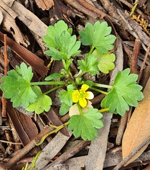 Ranunculus muricatus
