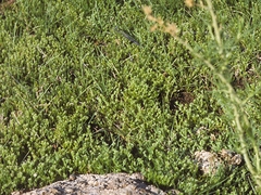 Plagiobothrys scouleri cusickii