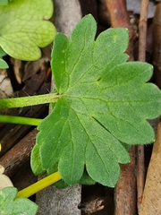 Ranunculus muricatus