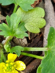 Ranunculus muricatus