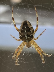 Araneus diadematus
