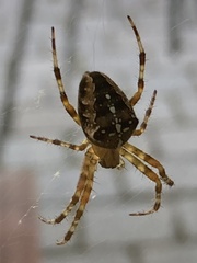 Araneus diadematus