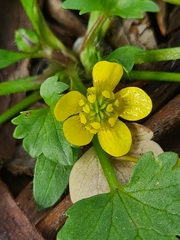 Ranunculus muricatus