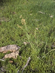 Plagiobothrys scouleri cusickii