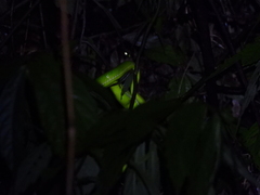 Trimeresurus stejnegeri
