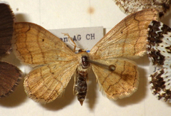 Idaea aversata