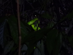Trimeresurus stejnegeri