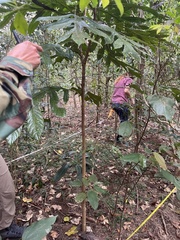 Athertonia diversifolia