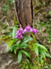 Dendrobium kingianum
