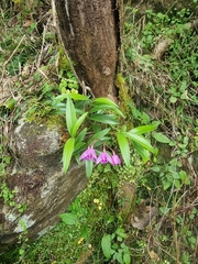 Dendrobium kingianum