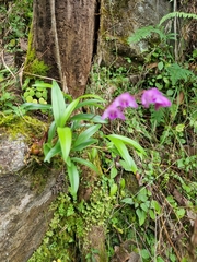 Dendrobium kingianum