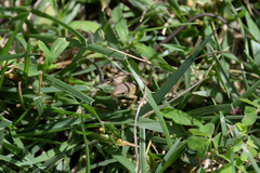 Takydromus tachydromoides