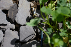 Plestiodon finitimus