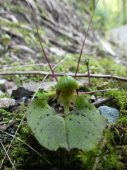 Corybas