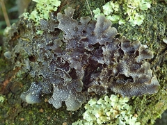 Pseudocyphellaria intricata