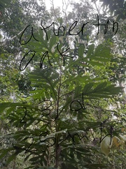 Athertonia diversifolia