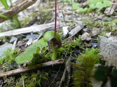 Corybas