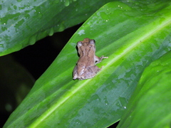 Kurixalus idiootocus