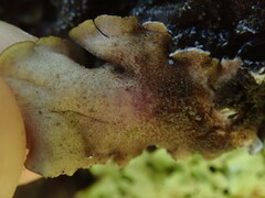 Pseudocyphellaria intricata