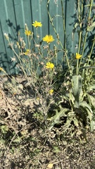 Crepis tectorum