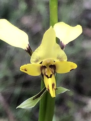 Diuris pardina