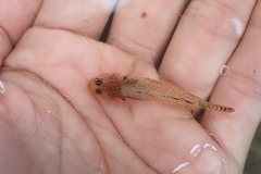 Rhinogobius
