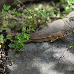 Takydromus tachydromoides