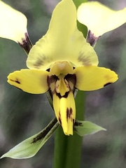 Diuris pardina
