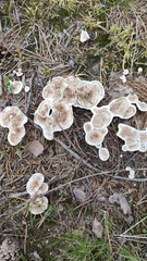 Phellodon tomentosus