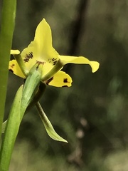 Diuris pardina