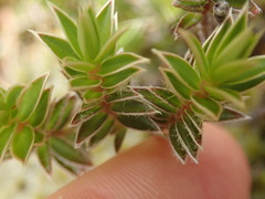 Pimelea pseudolyallii