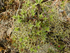 Pimelea pseudolyallii