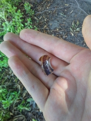 Cornu aspersum