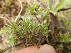 Pimelea pseudolyallii