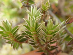 Pimelea pseudolyallii
