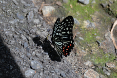 Hestina assimilis assimilis