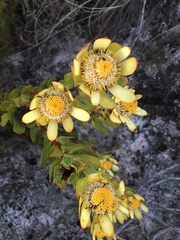 Leucadendron arcuatum