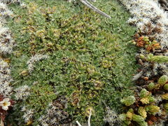 Veronica pulvinaris