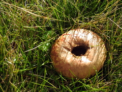Lycoperdon utriforme