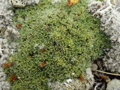 Veronica pulvinaris