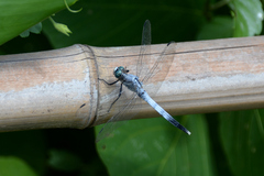 Orthetrum albistylum