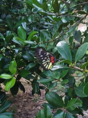 Delias pasithoe