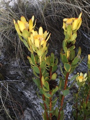 Leucadendron arcuatum