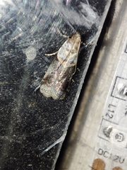 Acrobasis sodalella