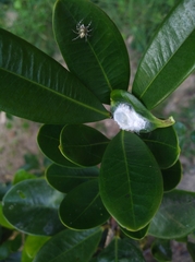 Phintelloides versicolor