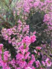 Erica parviflora
