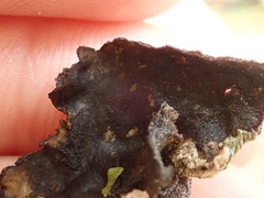 Umbilicaria cylindrica