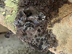Umbilicaria cylindrica