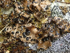 Umbilicaria cylindrica